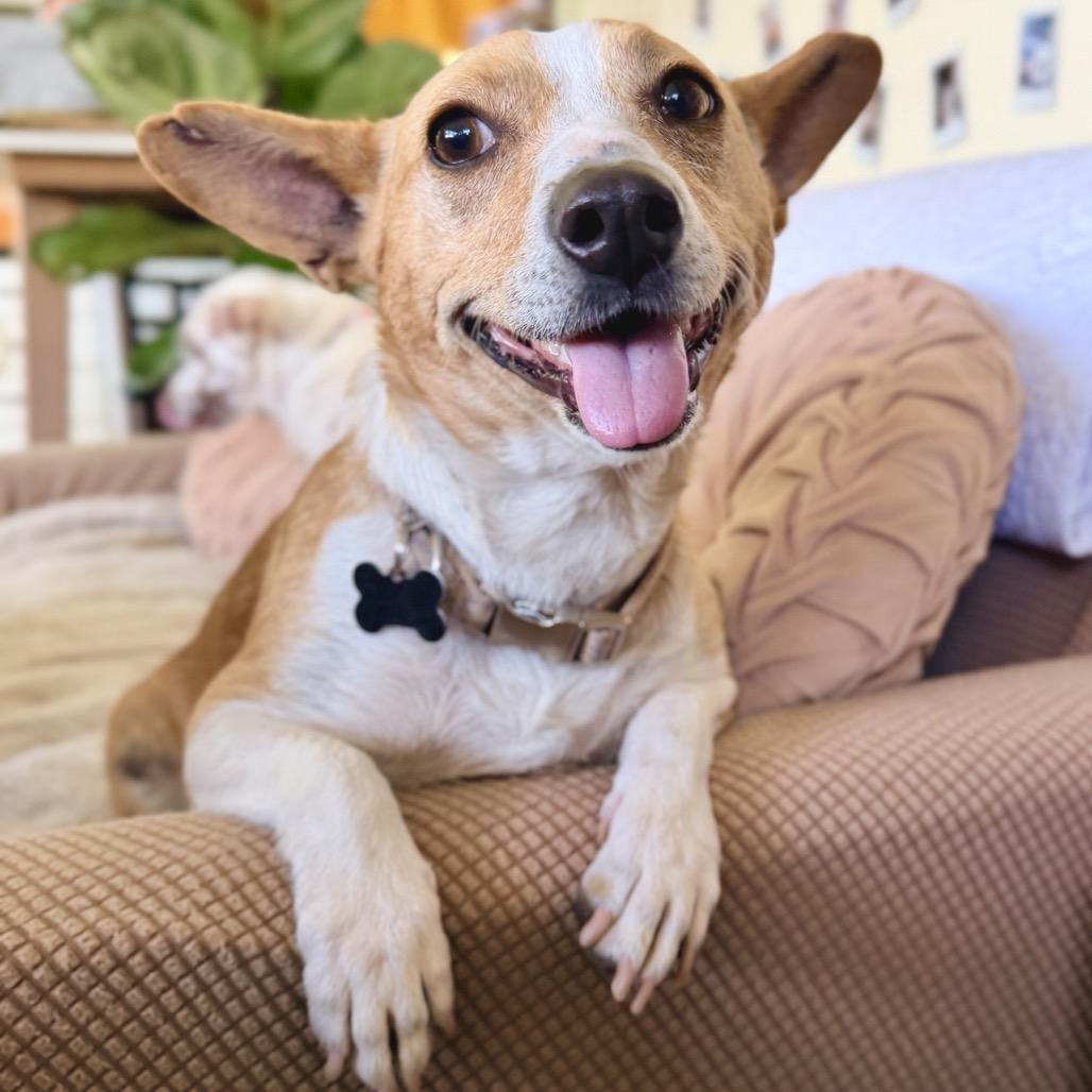 Enlarge Aria, a Adoptable mixed breed in Escondido, CA image 3/5