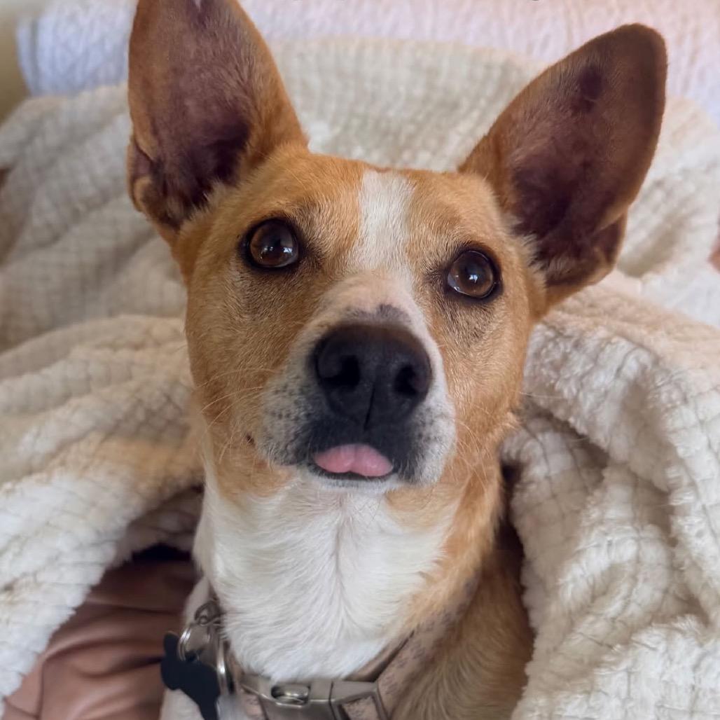 Enlarge Aria, a Adoptable mixed breed in Escondido, CA image 4/5