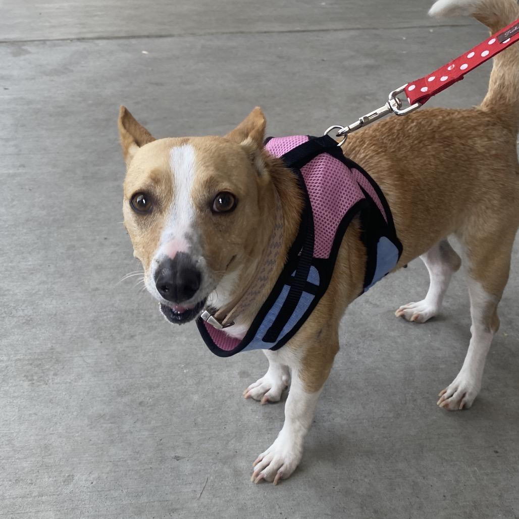 Enlarge Aria, a Adoptable mixed breed in Escondido, CA image 5/6