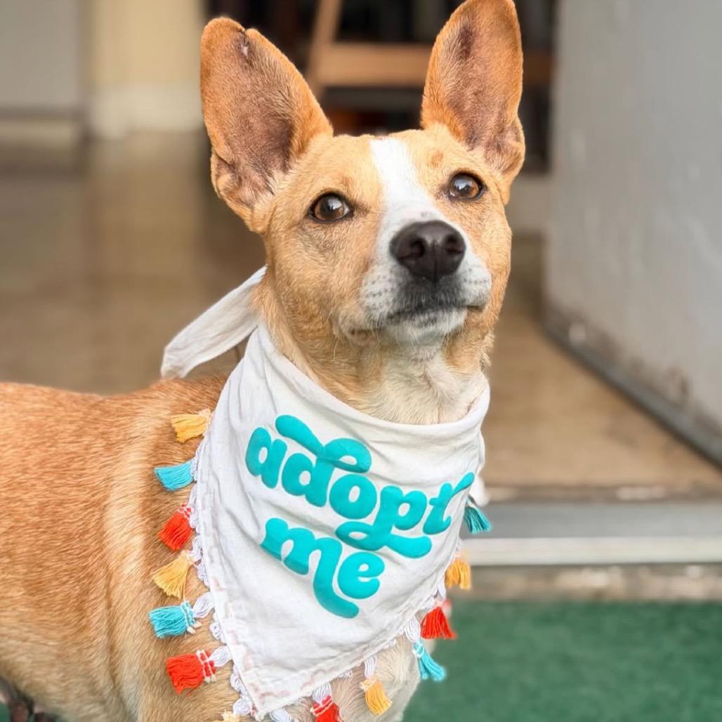 Enlarge Aria, a Adoptable mixed breed in Escondido, CA image 5/5