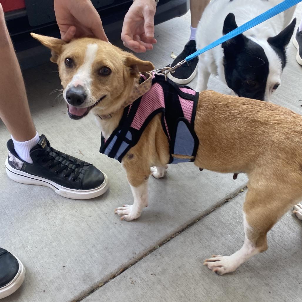 Enlarge Aria, a Adoptable mixed breed in Escondido, CA image 6/6