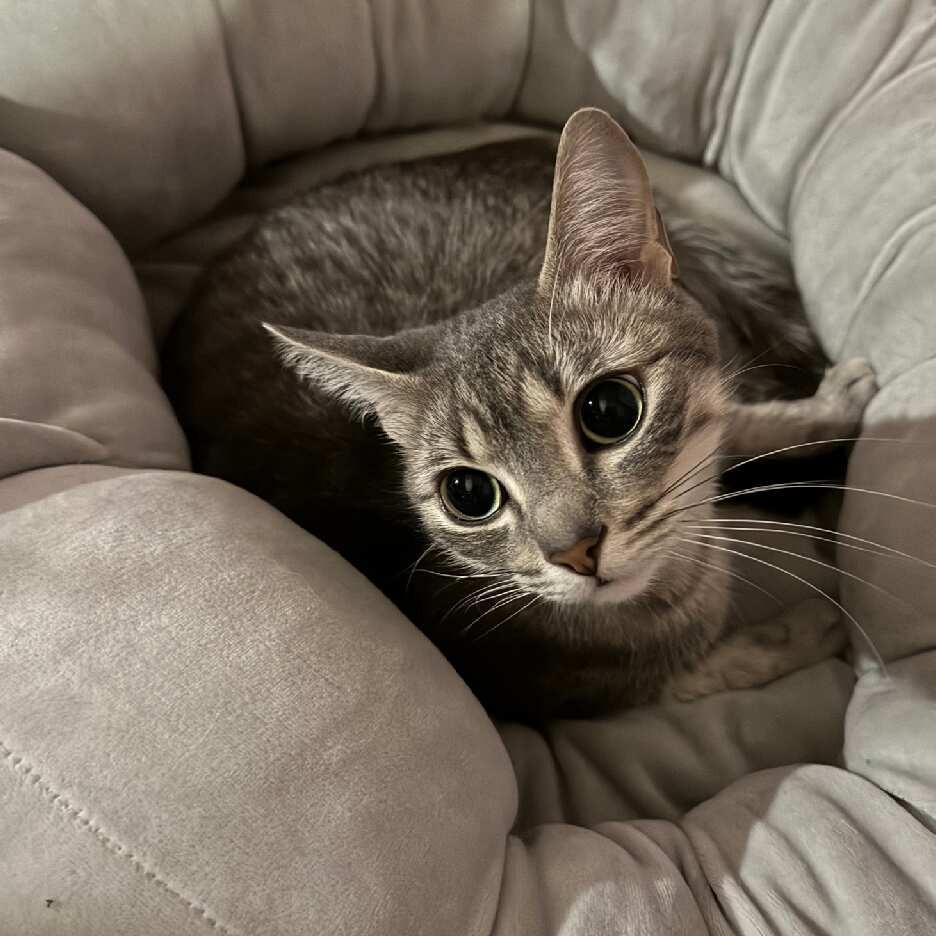 Enlarge Opal, a Adoptable Domestic Short Hair in Saskatoon, SK image 1/1