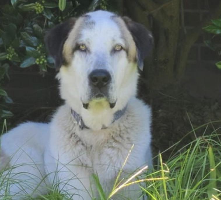 Enlarge REX- JAMESTOWN, KY, a Adoptable mixed breed in JAMESTOWN, KY image 1/4