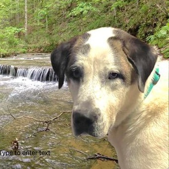 Enlarge REX- JAMESTOWN, KY, a ADOPTABLE mixed breed in JAMESTOWN, KY image 1/3