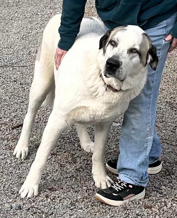 Enlarge REX- JAMESTOWN, KY, a ADOPTABLE mixed breed in JAMESTOWN, KY image 2/3