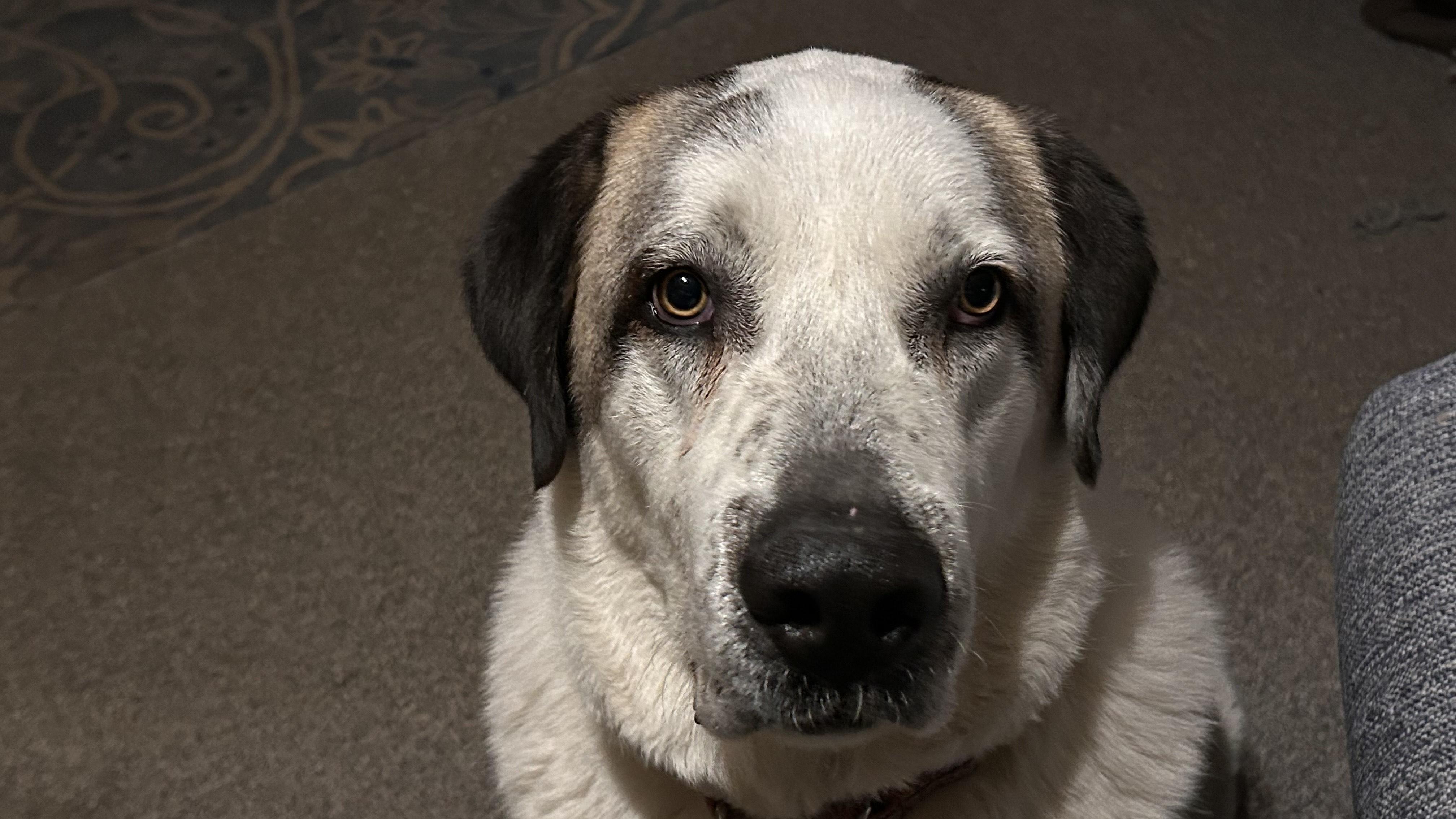 Enlarge REX- JAMESTOWN, KY, a ADOPTABLE mixed breed in JAMESTOWN, KY image 3/3