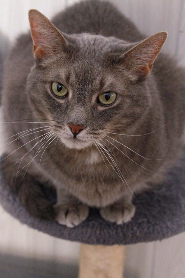 Loki, Adoptable, Adult Male Domestic Short Hair.