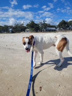 Spots, Adoptable, Adult Male Mixed Breed & Mixed Breed.