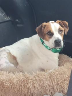 Enlarge Spots (in Foster), a Adoptable mixed breed in New Orleans, LA image 3/3