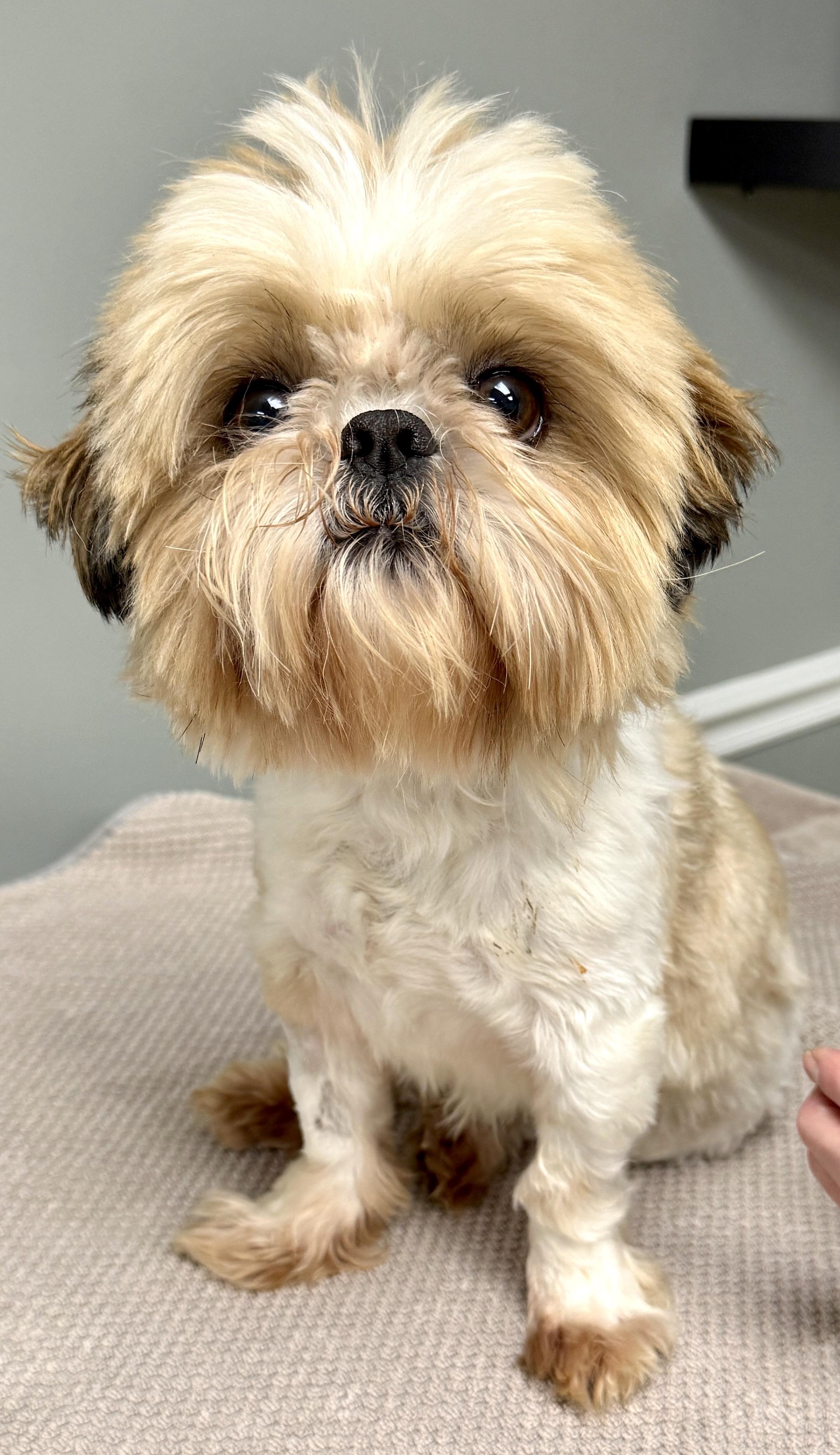 Enlarge Howard, an adopted Shih Tzu in Mount Airy, NC image 2/6