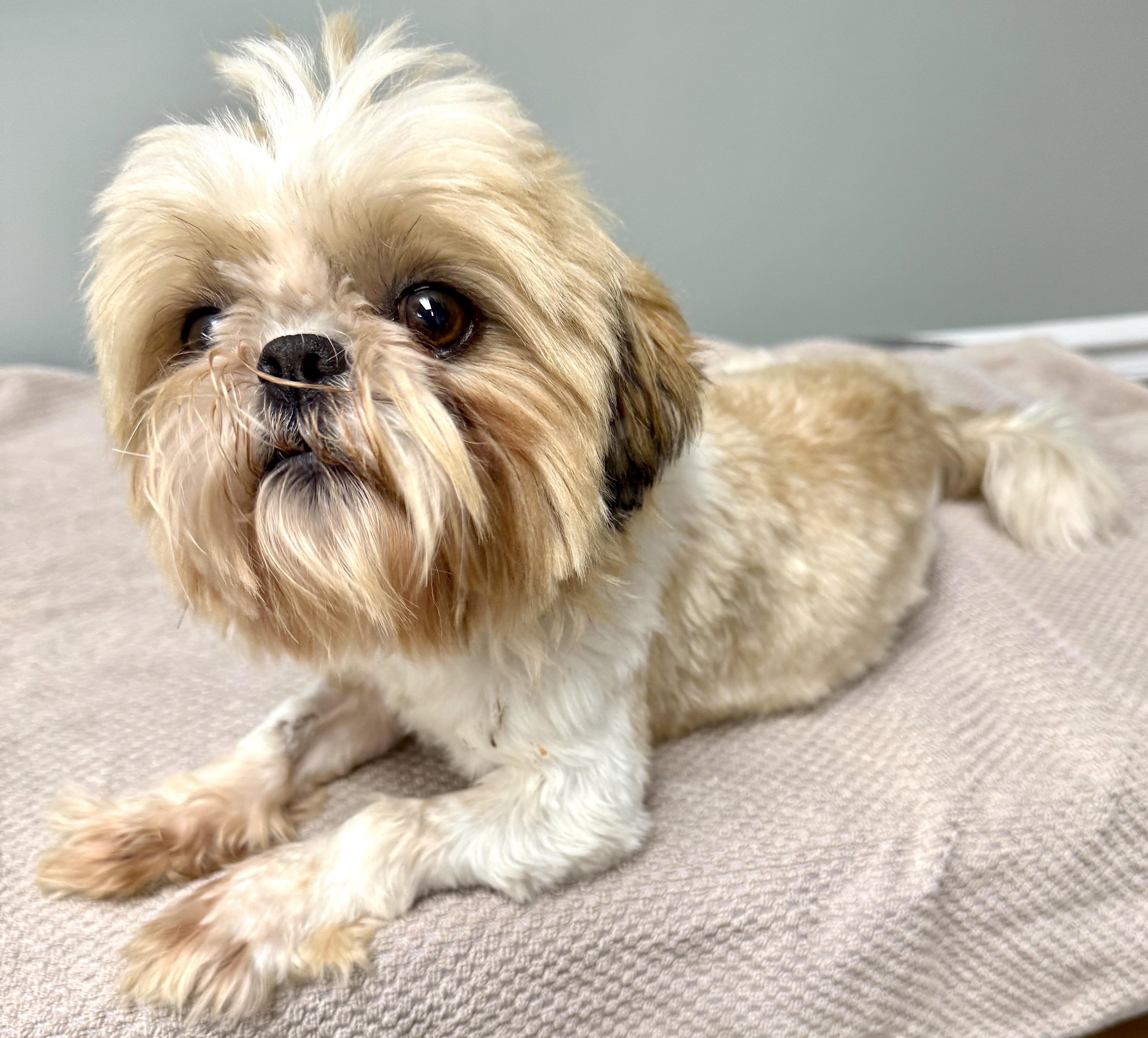 Enlarge Howard, an adopted Shih Tzu in Mount Airy, NC image 3/6