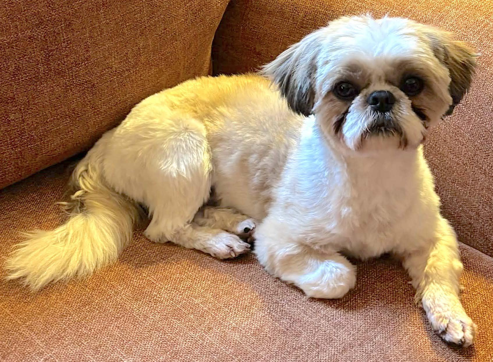 Enlarge Howard, an adopted Shih Tzu in Mount Airy, NC image 4/6