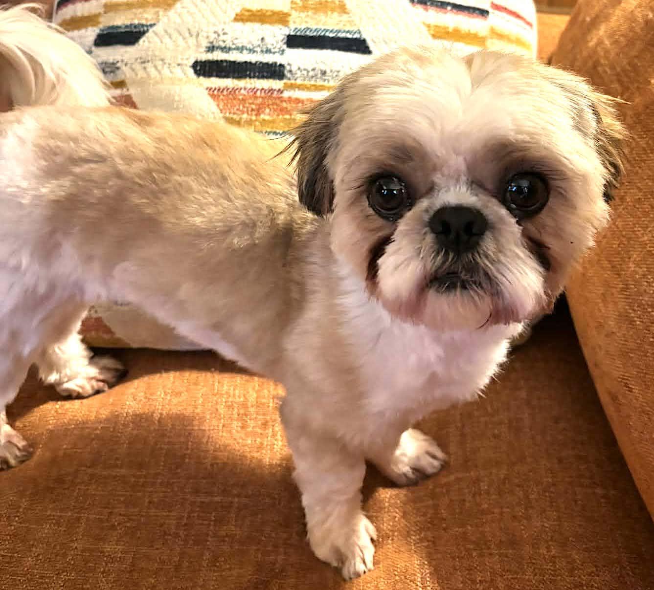 Enlarge Howard, an adopted Shih Tzu in Mount Airy, NC image 6/6