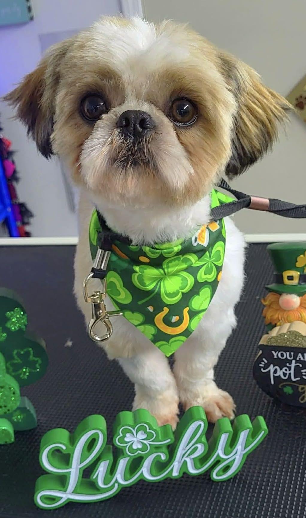 Howard, adopted, Adult Male Shih Tzu.