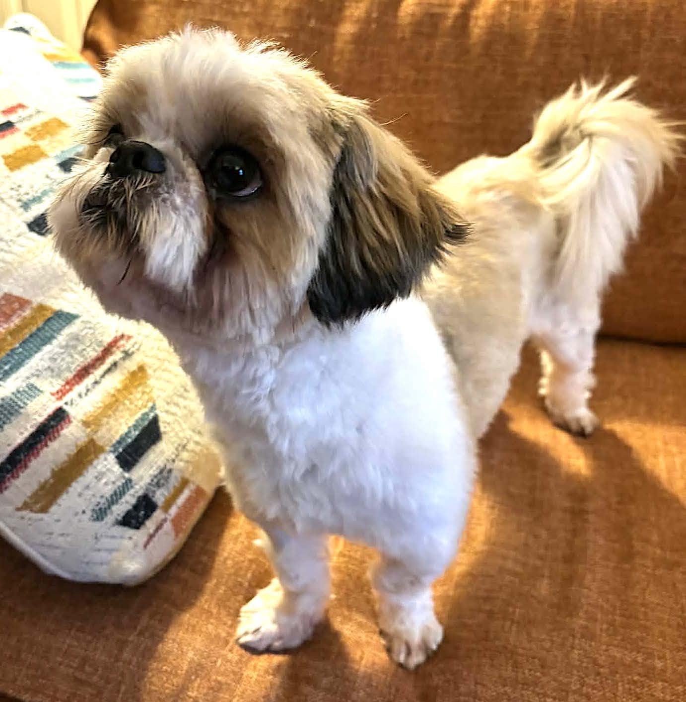 Enlarge Howard, an adopted Shih Tzu in Mount Airy, NC image 5/6