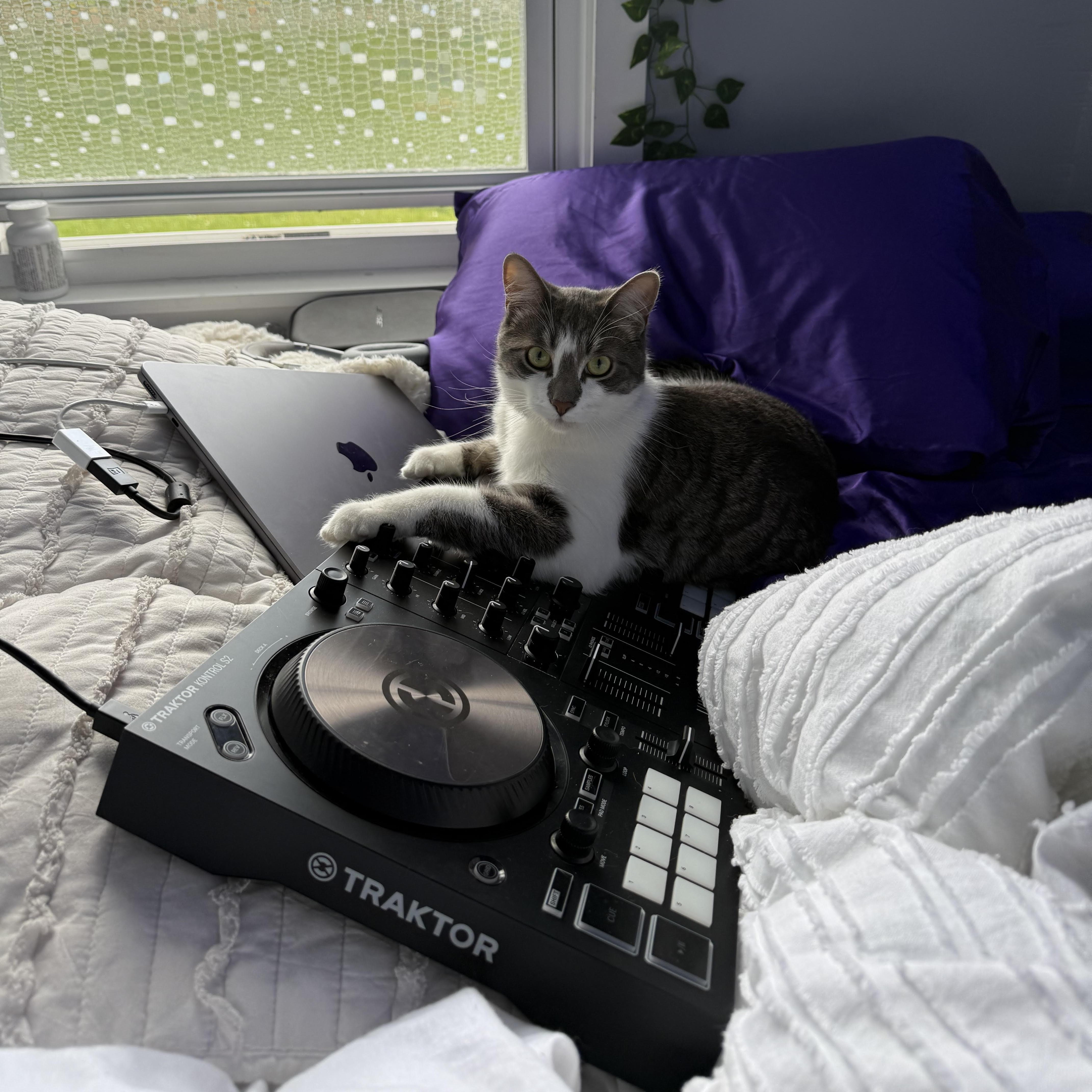 Enlarge Baby, an adopted Domestic Short Hair in Detroit, MI image 5/6