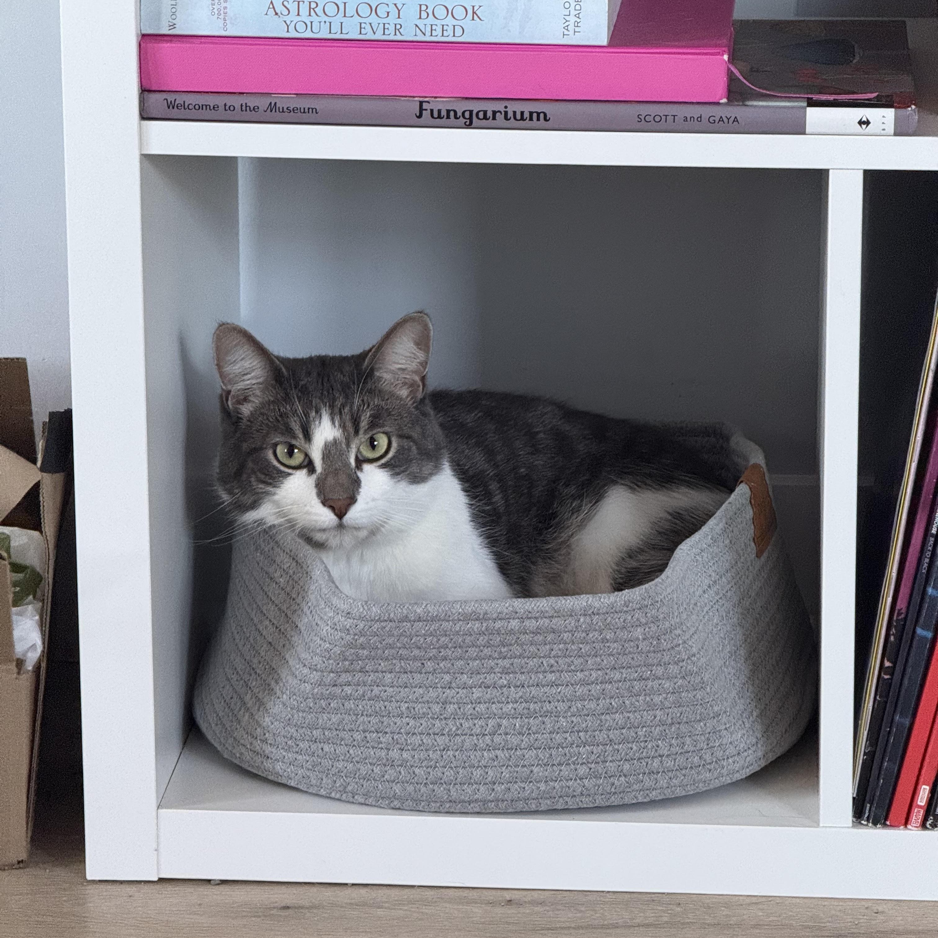 Enlarge Baby, an adopted Domestic Short Hair in Detroit, MI image 3/6