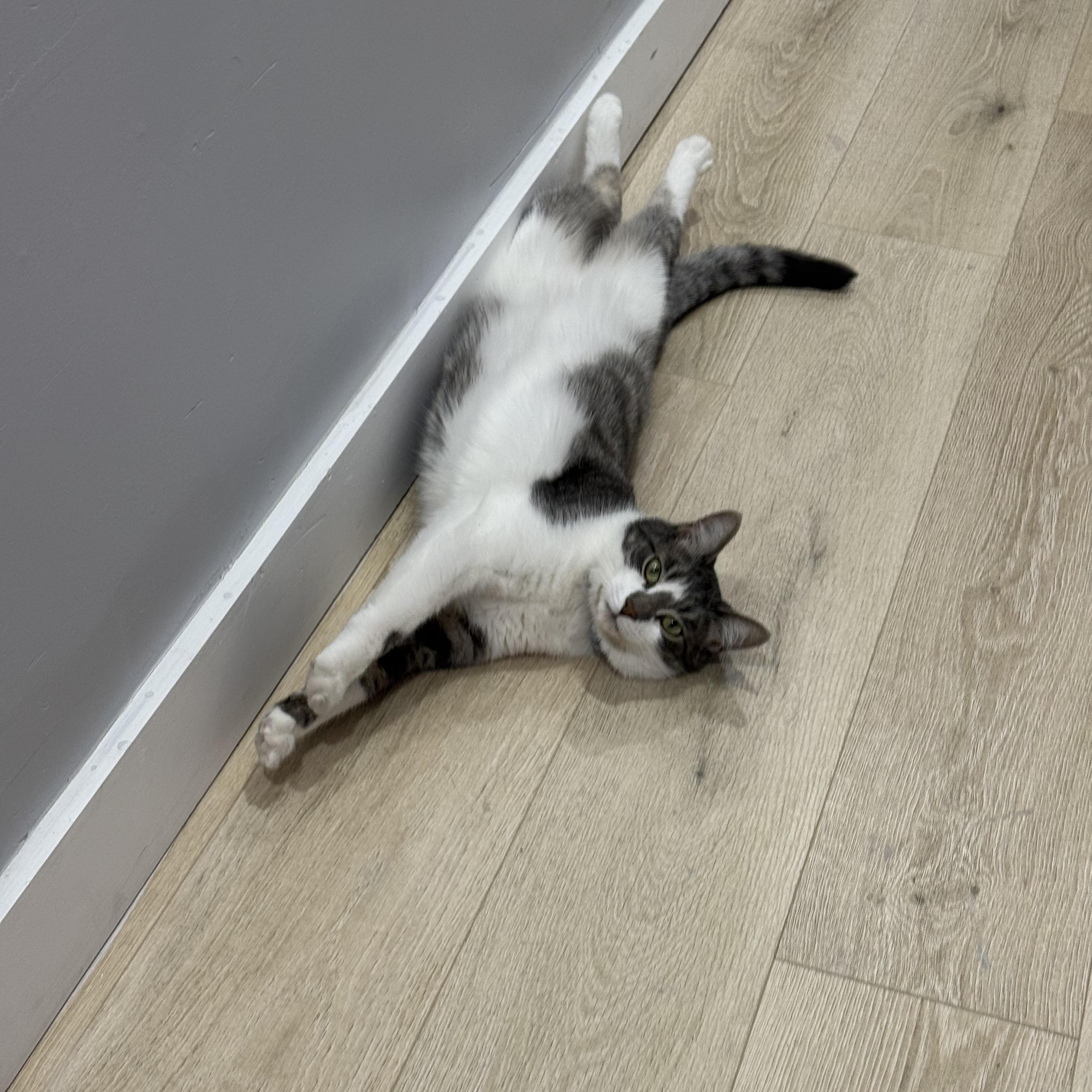 Enlarge Baby, an adopted Domestic Short Hair in Detroit, MI image 4/6