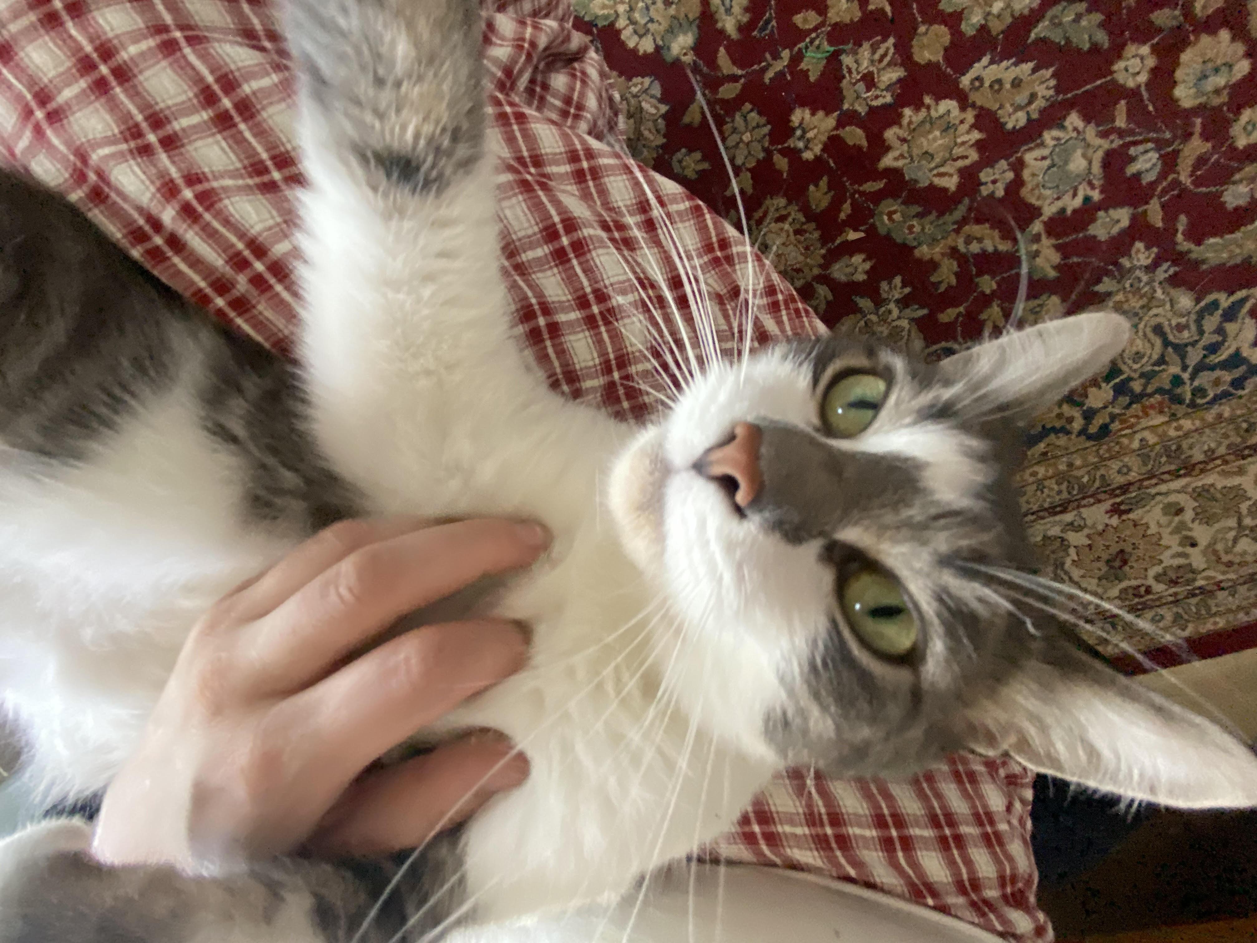 Enlarge Baby, an adopted Domestic Short Hair in Detroit, MI image 2/6