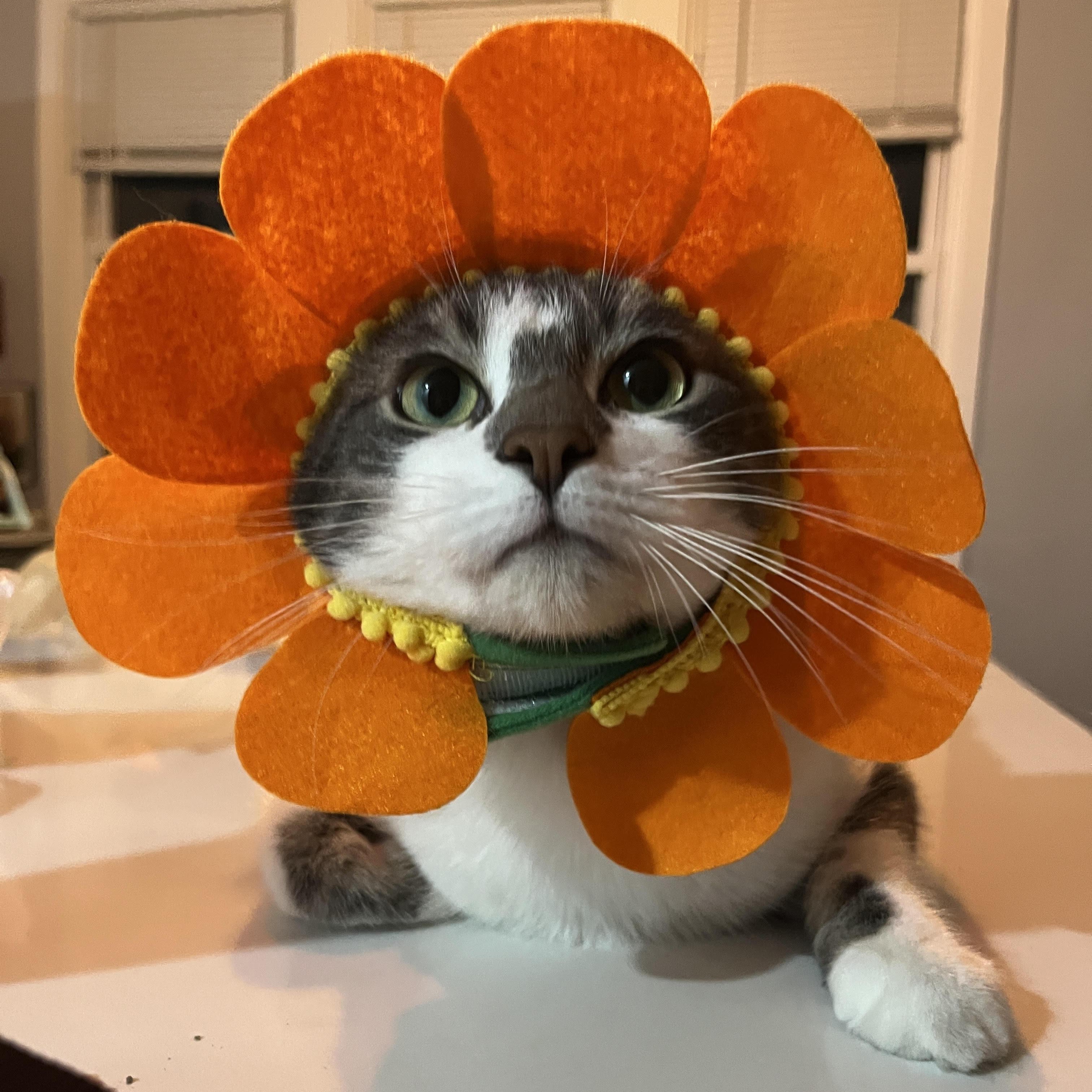 Enlarge Baby, an adopted Domestic Short Hair in Detroit, MI image 1/6