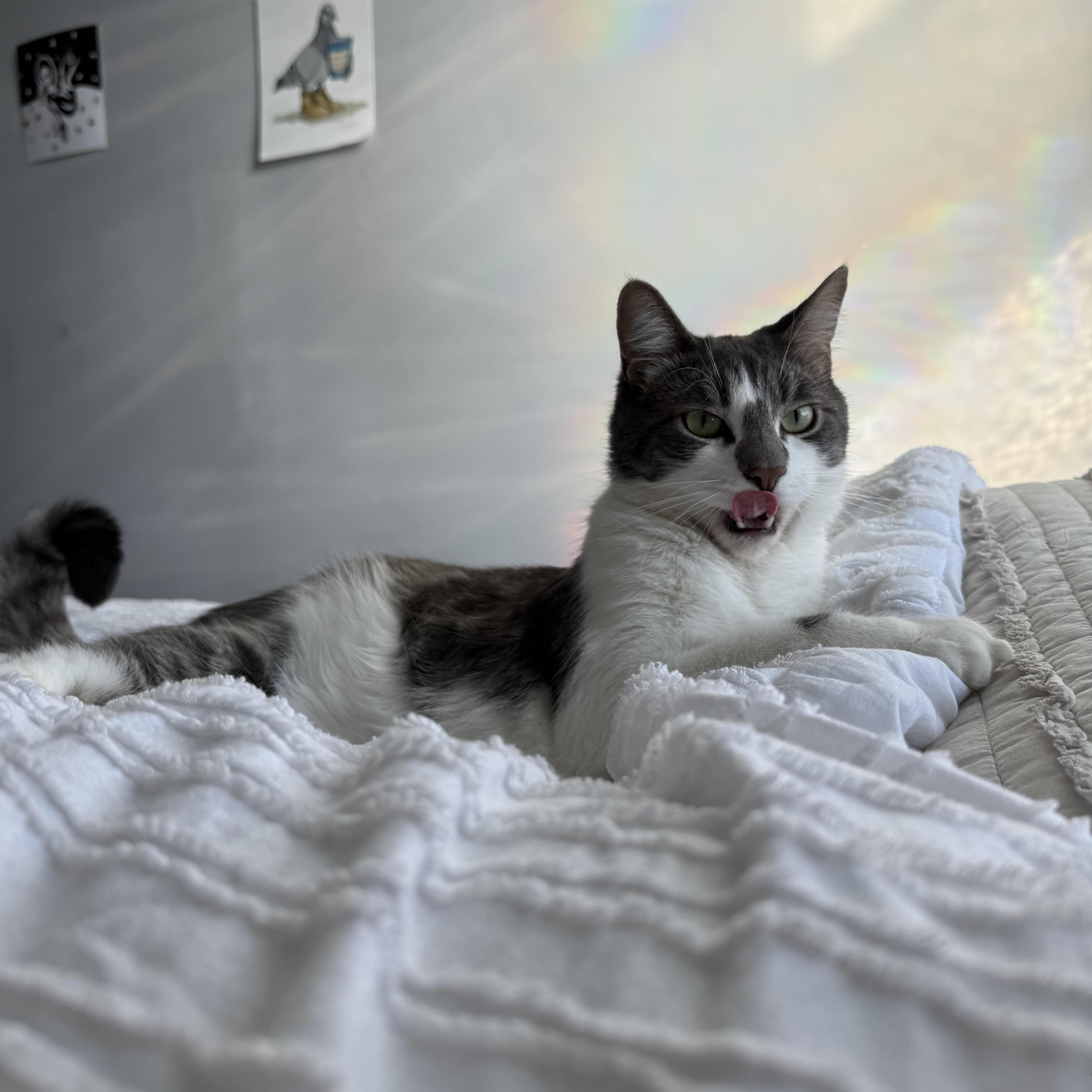 Enlarge Baby, an adopted Domestic Short Hair in Detroit, MI image 6/6