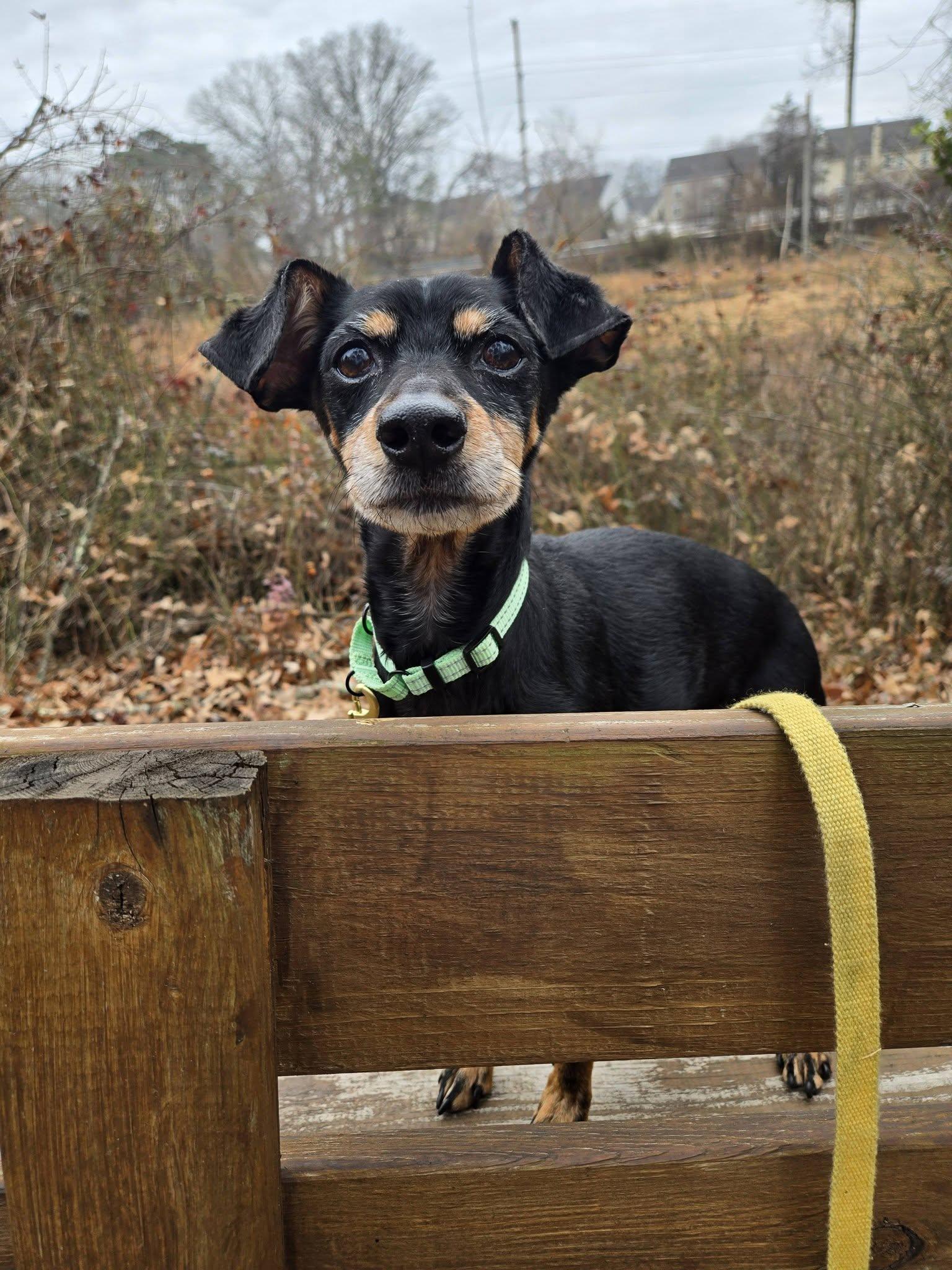 Enlarge Kibitz, an adoptable Miniature Pinscher in Severn, MD image 4/6