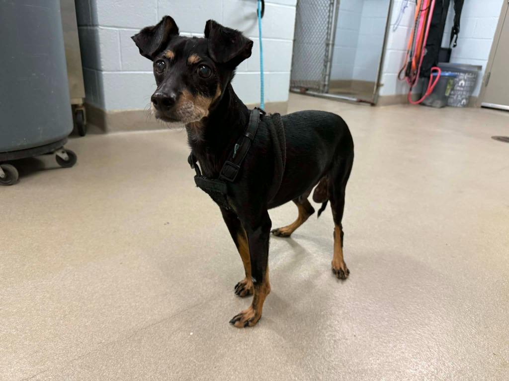Enlarge Kibitz, an adoptable Miniature Pinscher in Severn, MD image 2/6