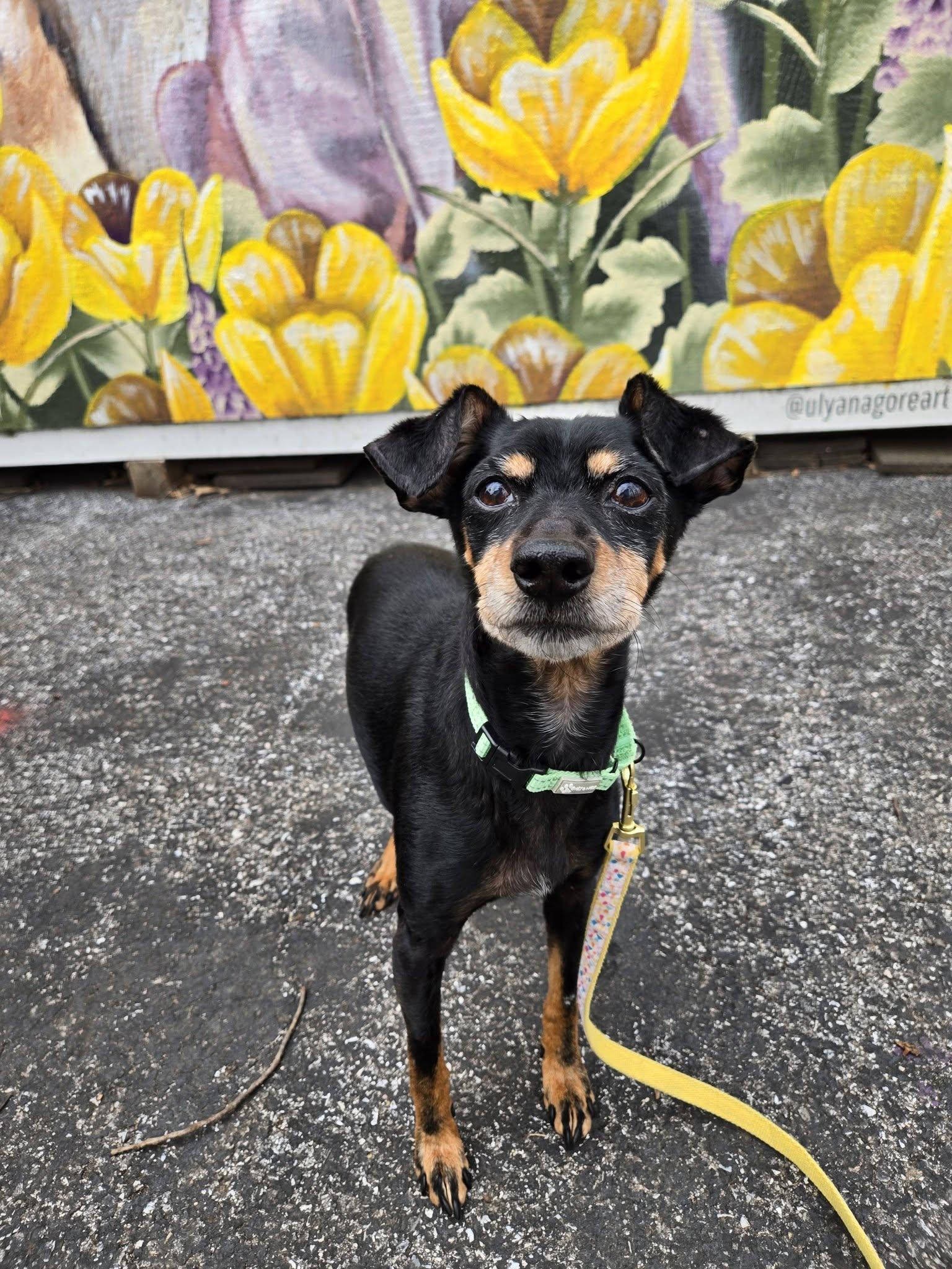 Kibitz, adoptable, Adult Male Miniature Pinscher.