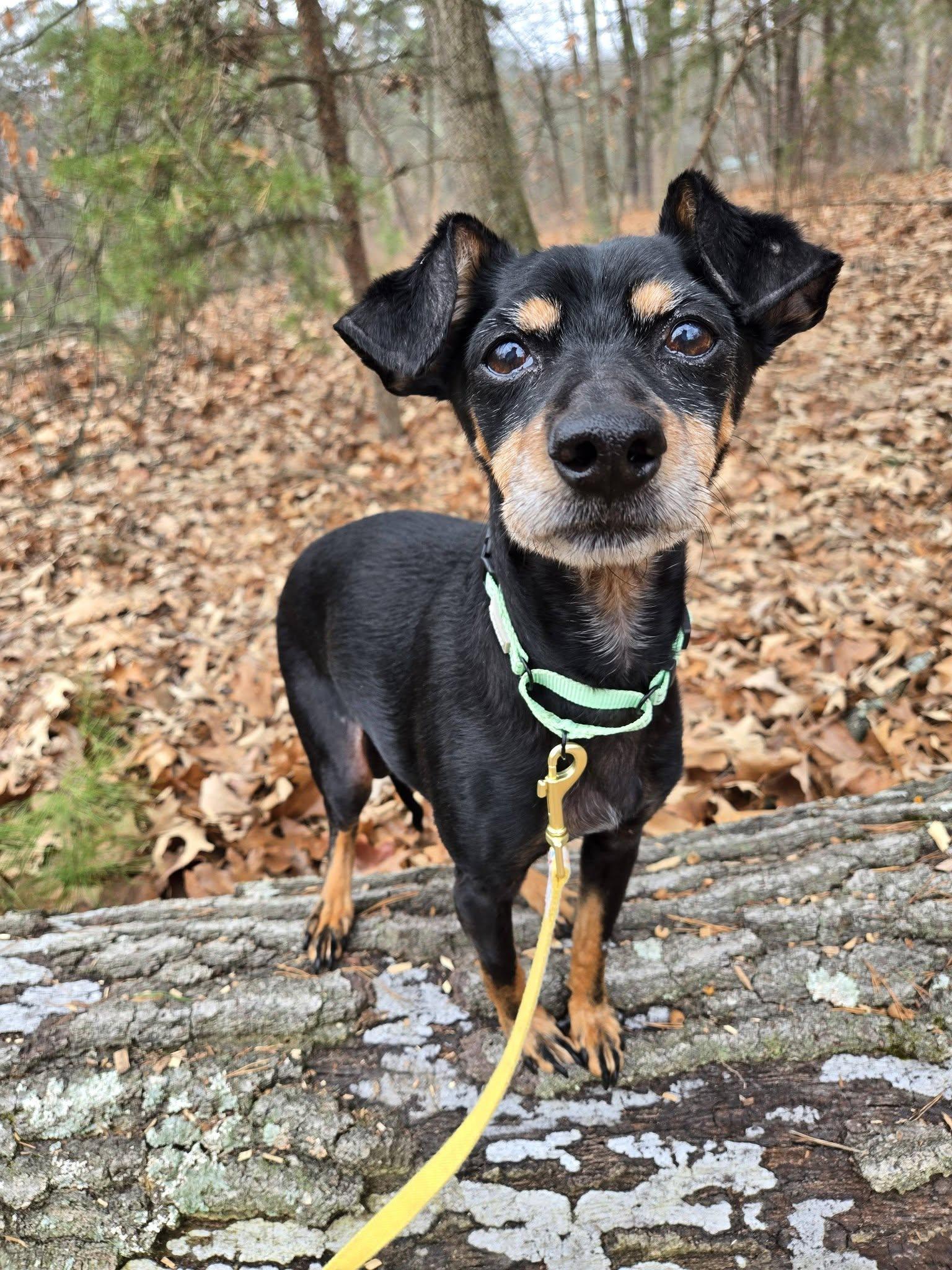 Enlarge Kibitz, an adoptable Miniature Pinscher in Severn, MD image 6/6