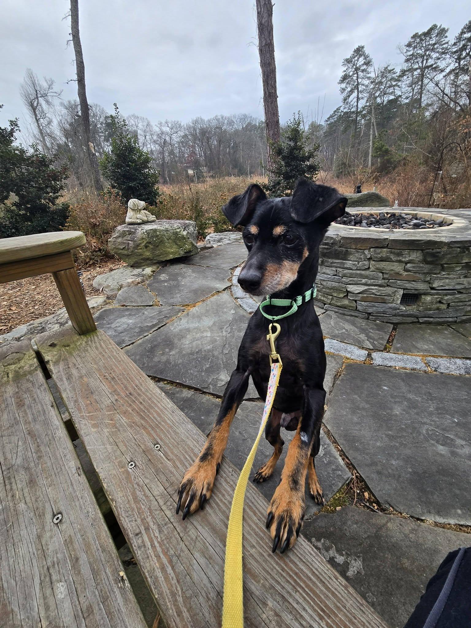 Enlarge Kibitz, an adoptable Miniature Pinscher in Severn, MD image 5/6