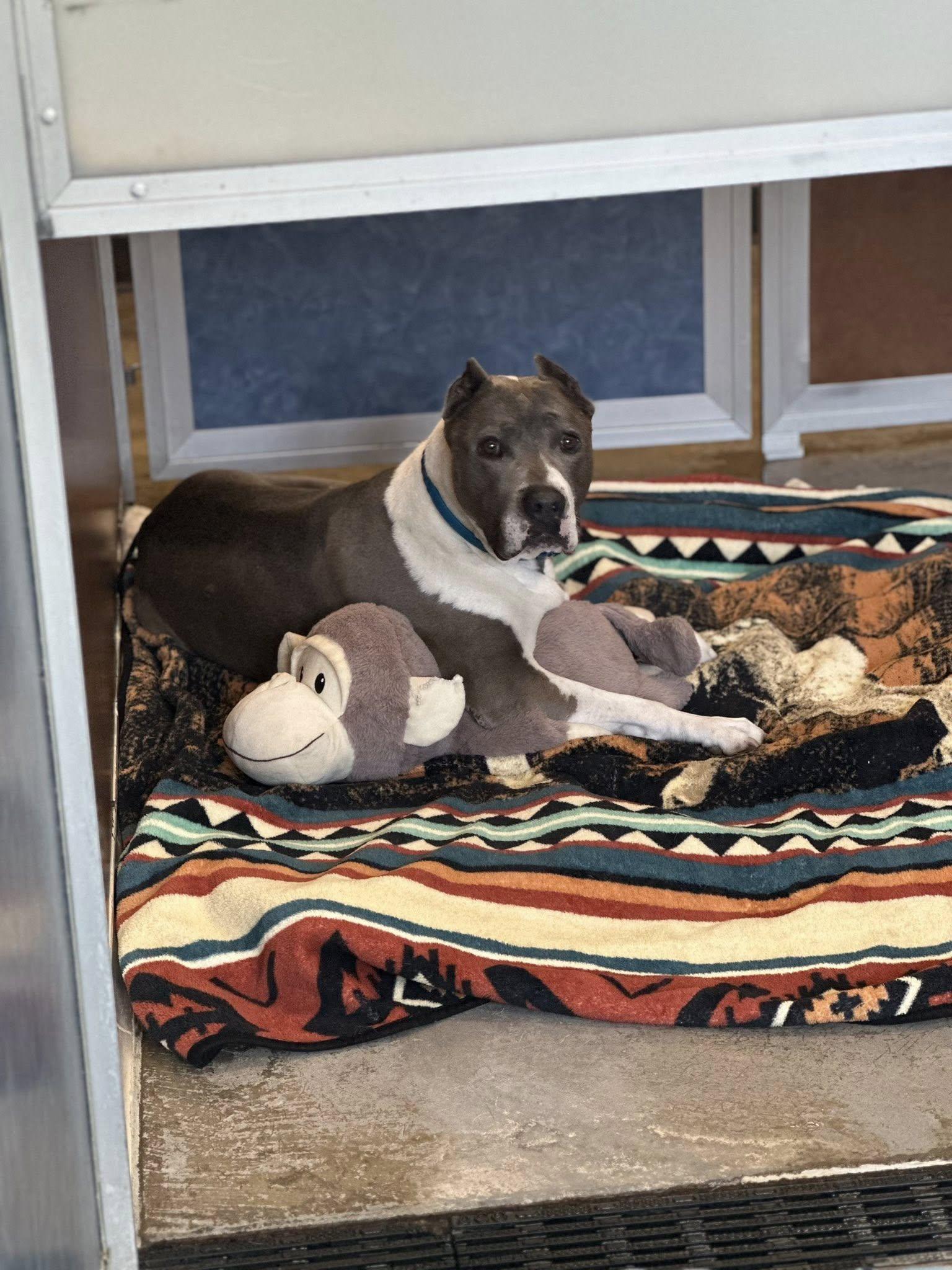 Lady Tessa, Senior Female Pit Bull Terrier