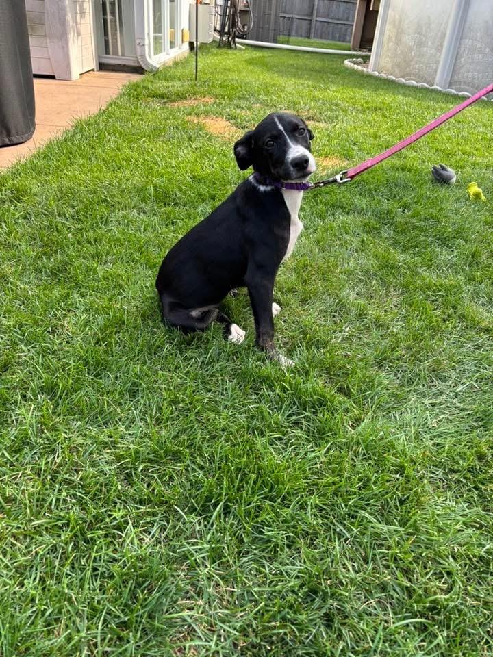 Enlarge Suri, a Adoptable mixed breed in Orland Park, IL image 4/6