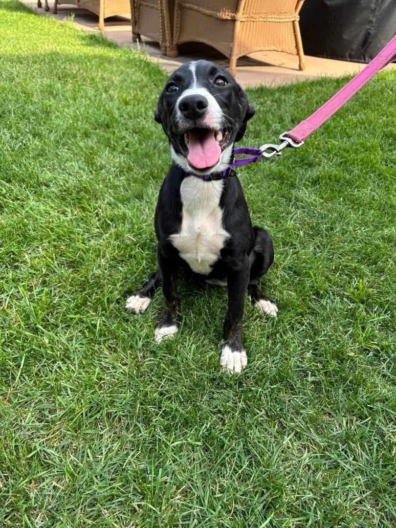 Enlarge Suri, a Adoptable mixed breed in Orland Park, IL image 3/6