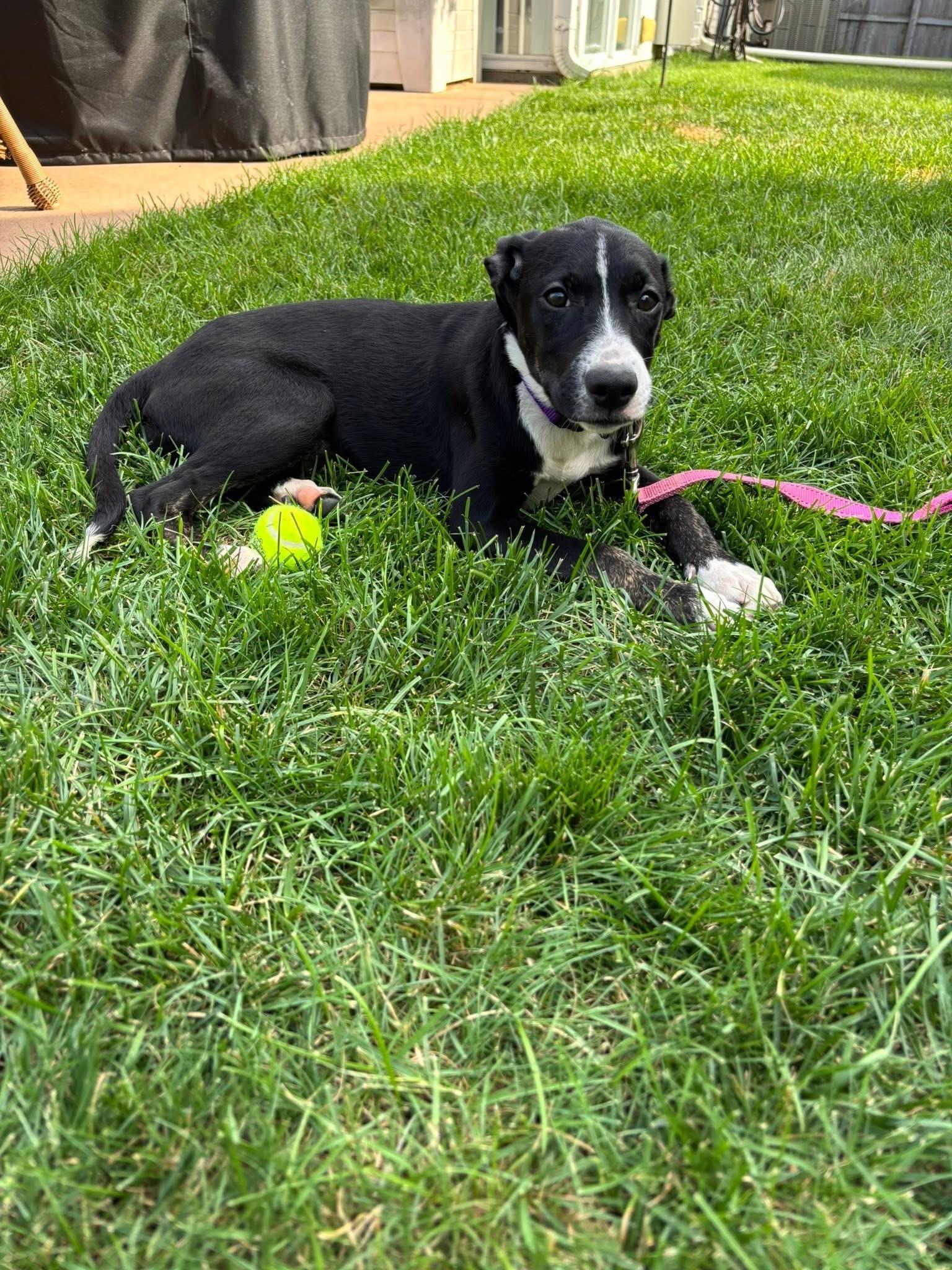 Enlarge Suri, a Adoptable mixed breed in Orland Park, IL image 6/6