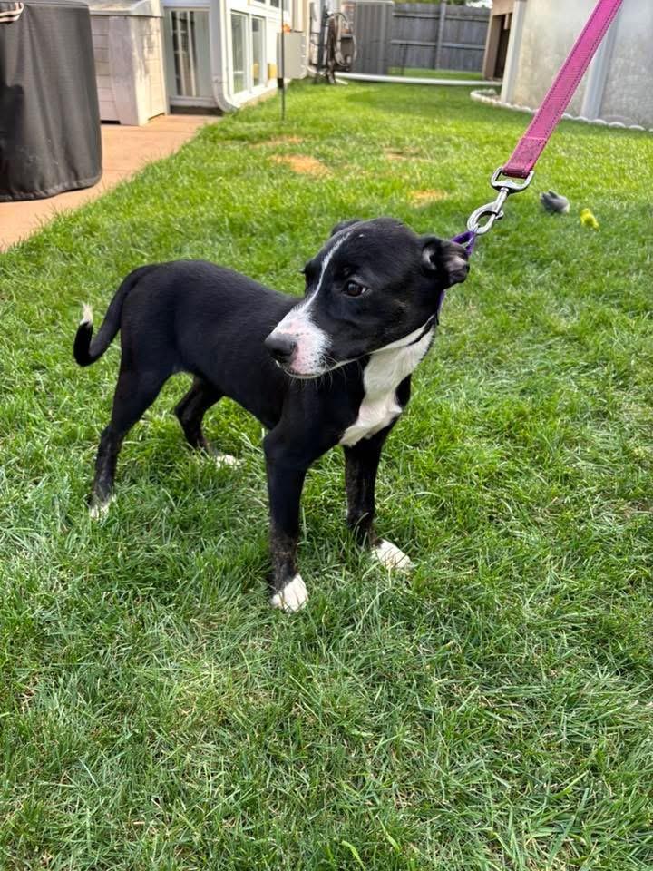 Enlarge Suri, a Adoptable mixed breed in Orland Park, IL image 5/6