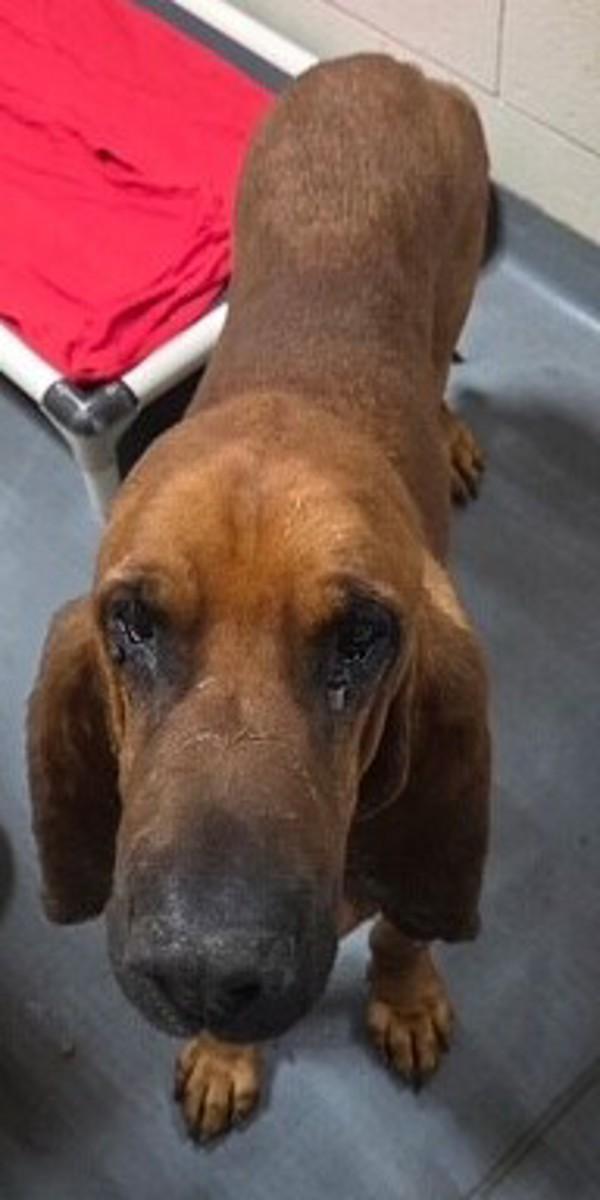 Enlarge 26-09-2745 Copper, a Adoptable Bloodhound in Dallas, GA image 1/1