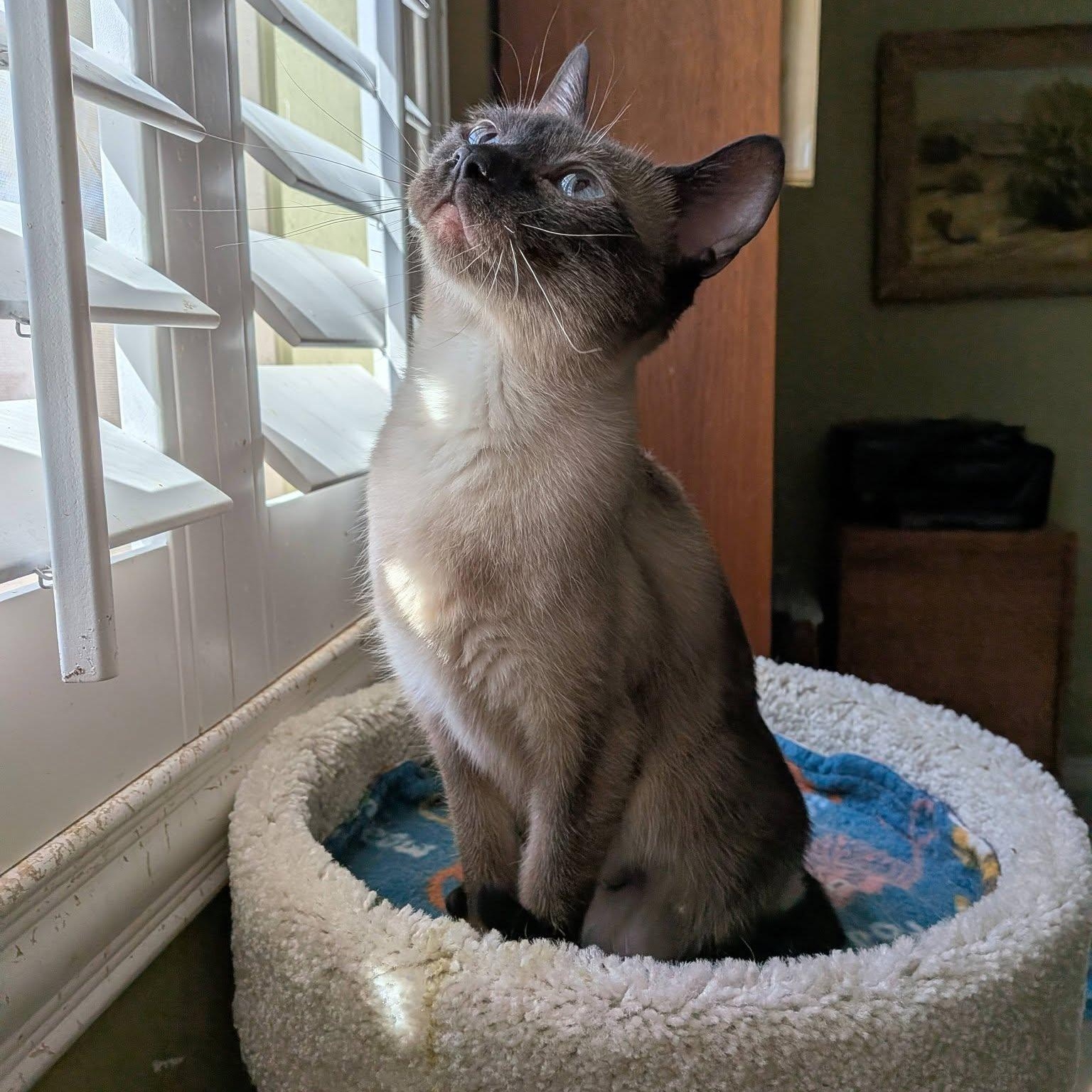 Elizabeth (Bonded pair with Edward), a ADOPTABLE mixed breed in Queen Creek, AZ image 3/6