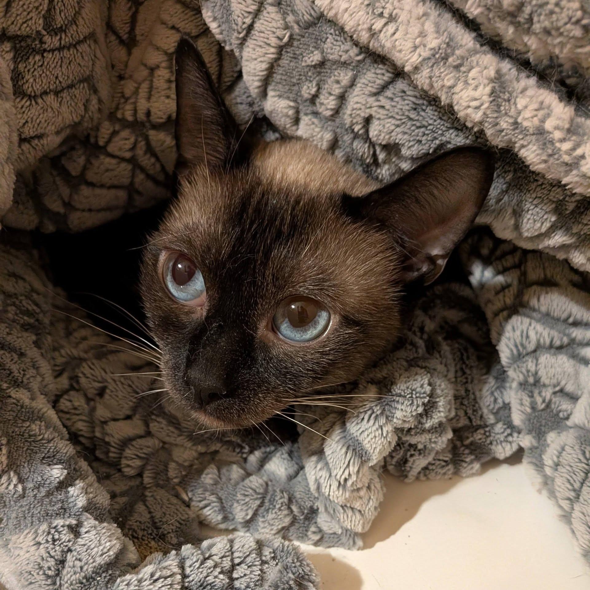 Elizabeth (Bonded pair with Edward), a ADOPTABLE mixed breed in Queen Creek, AZ image 4/6