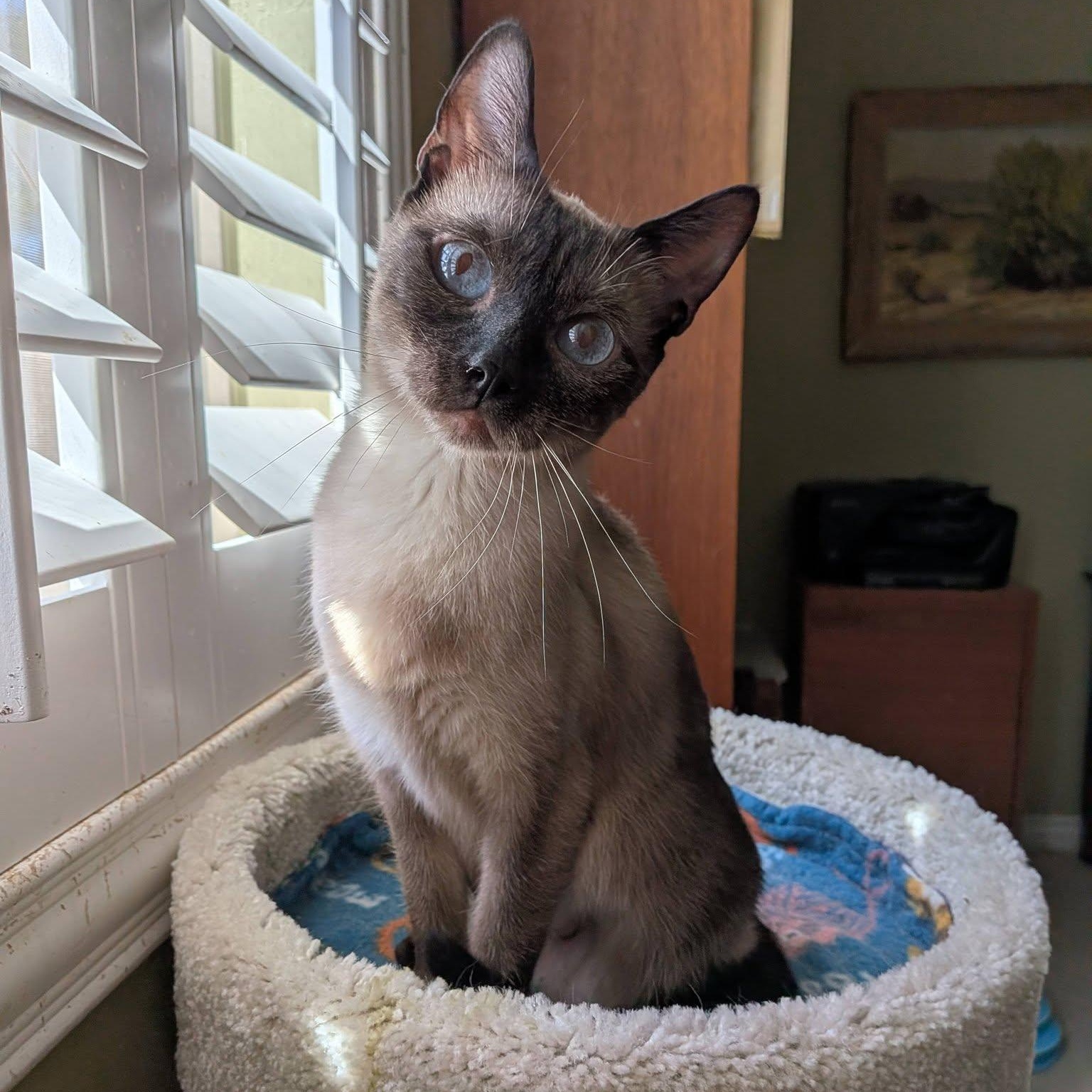 Elizabeth (Bonded pair with Edward), ADOPTABLE, Young Female Siamese & Domestic Short Hair.