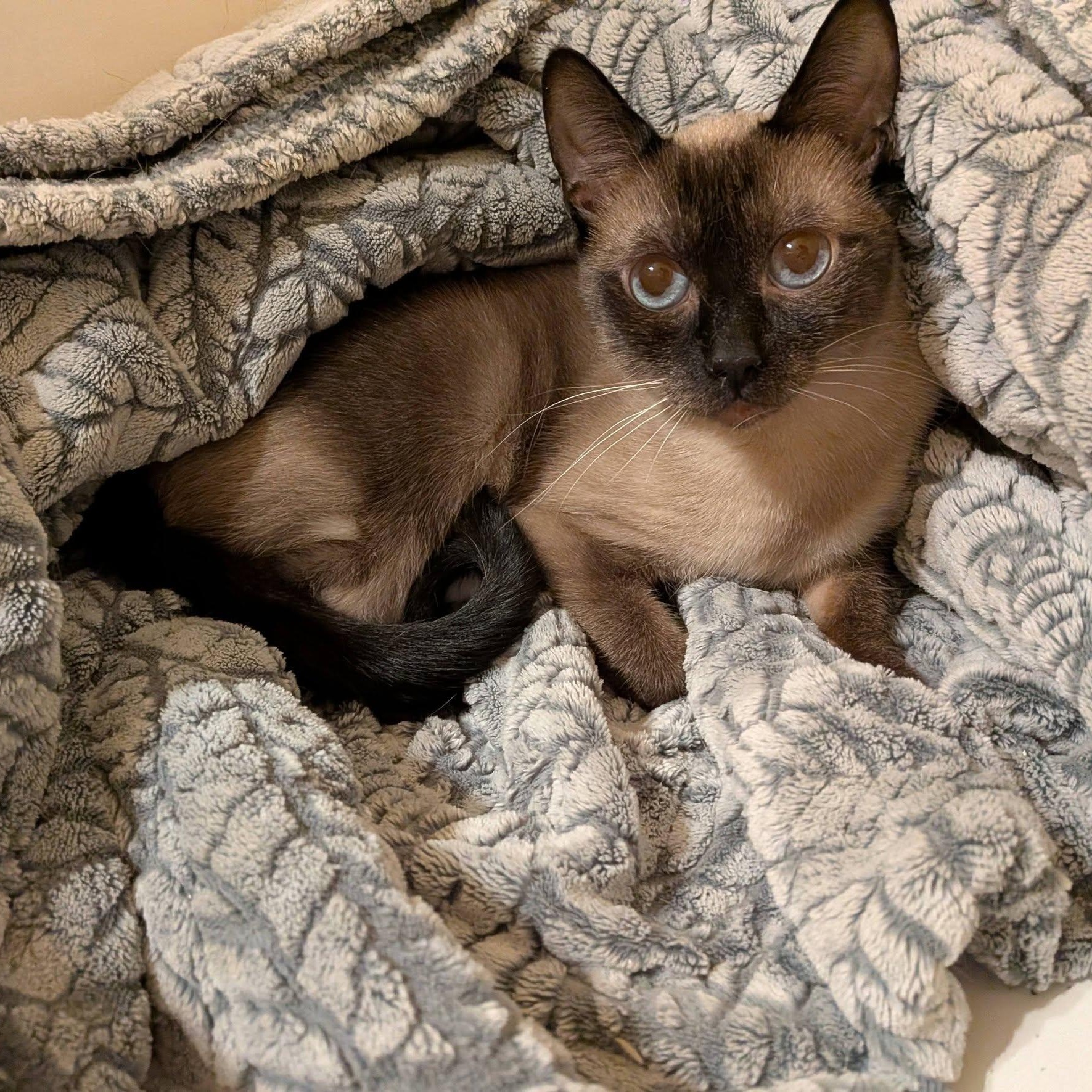 Elizabeth (Bonded pair with Edward), a ADOPTABLE mixed breed in Queen Creek, AZ image 2/6