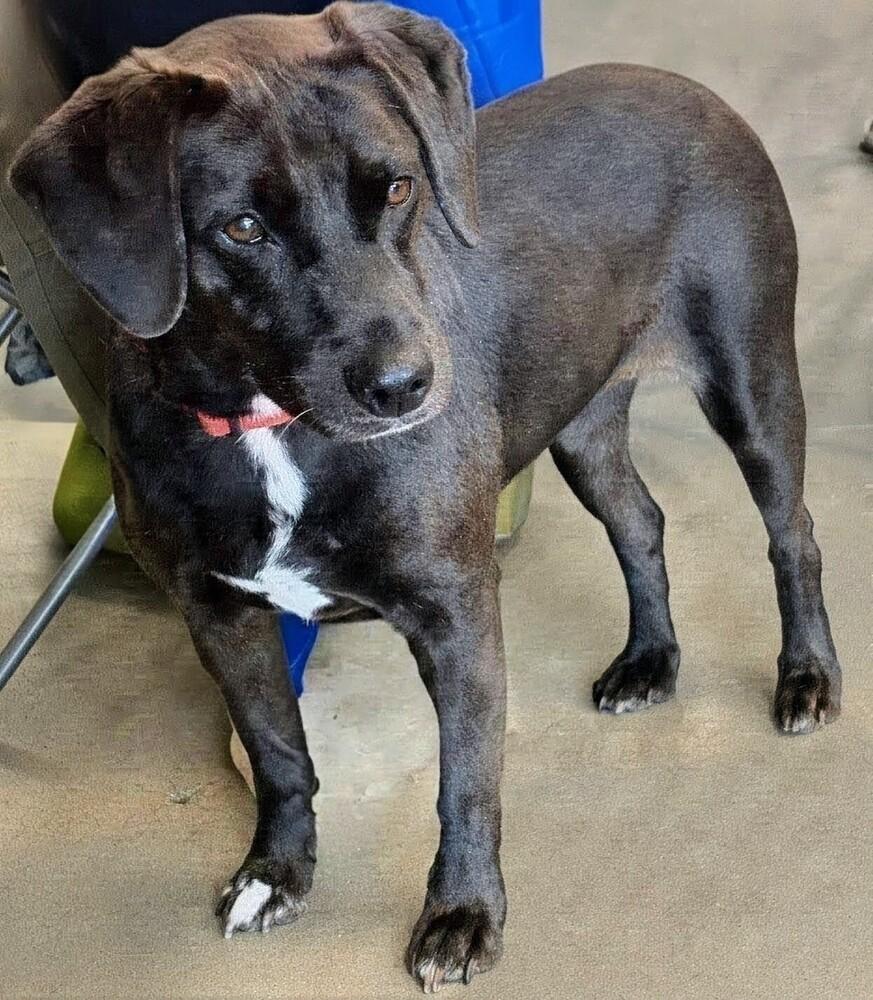 Midnight, Adoptable, Adult Female Mixed Breed.