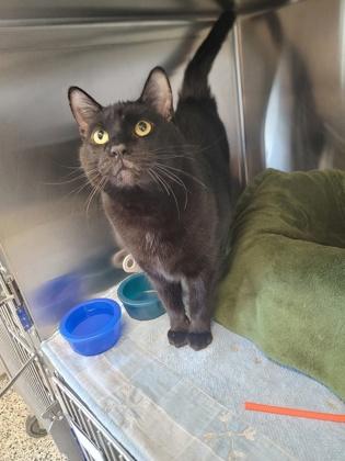 Taurus, Adoptable, Kitten Male Domestic Short Hair & Domestic Short Hair.