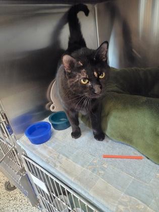 Enlarge Taurus, a Adoptable mixed breed in Fergus Falls, MN image 1/3
