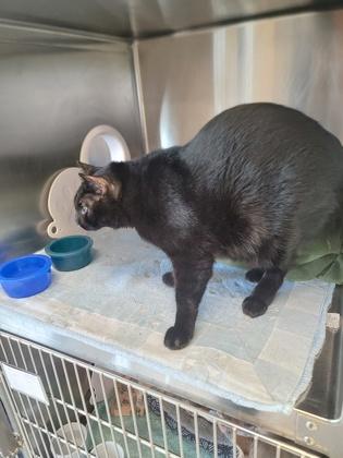 Enlarge Taurus, a Adoptable mixed breed in Fergus Falls, MN image 2/3
