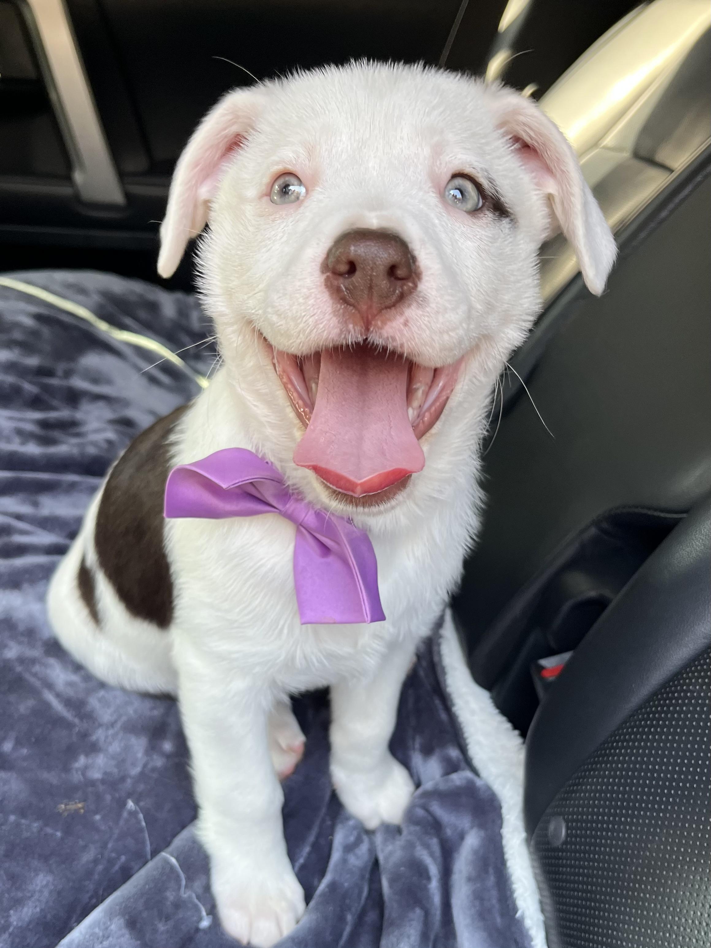 Enlarge Candy , a Adoptable mixed breed in Fayetteville , NC image 3/6