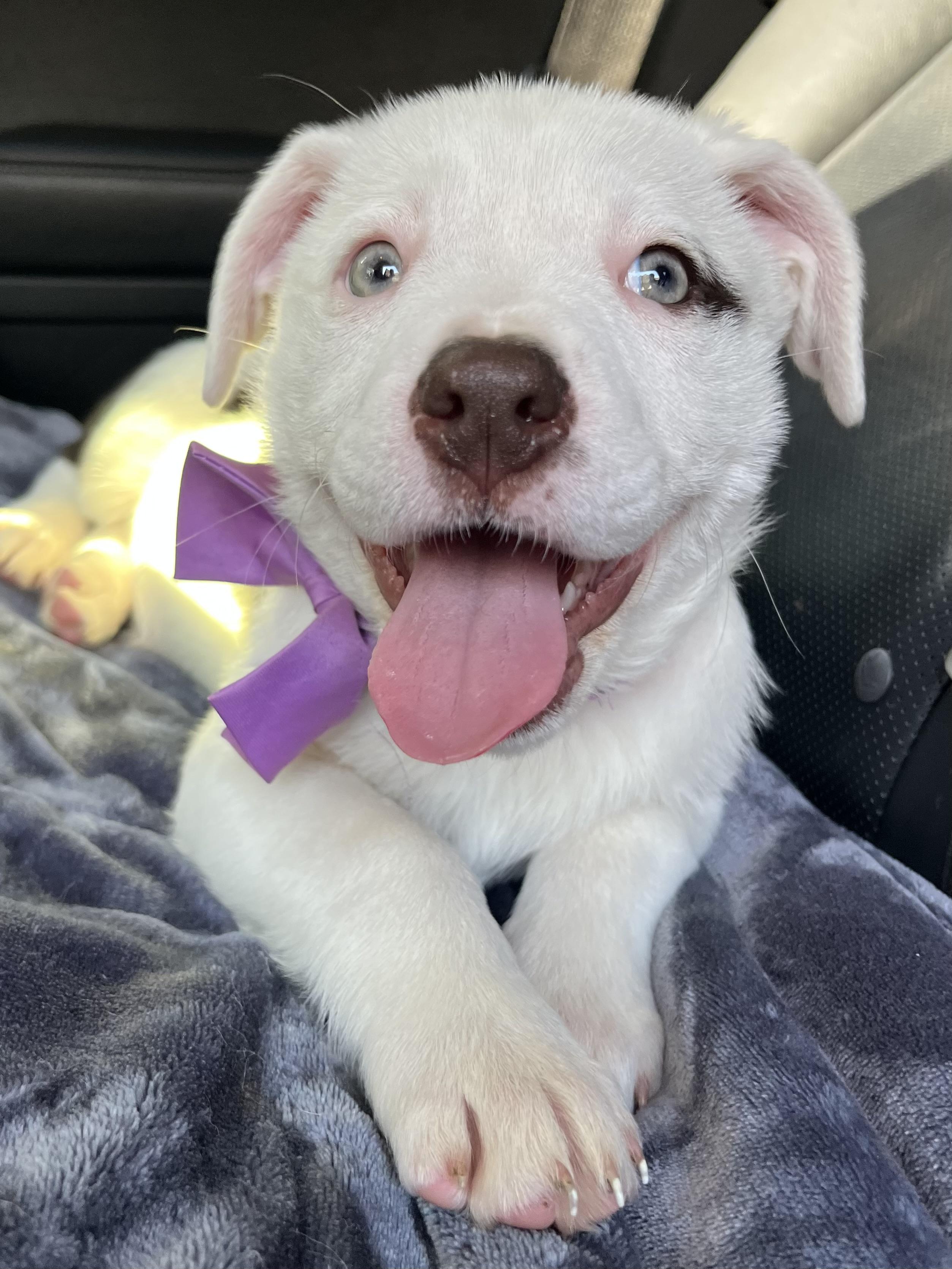 Enlarge Candy , a Adoptable mixed breed in Fayetteville , NC image 2/6