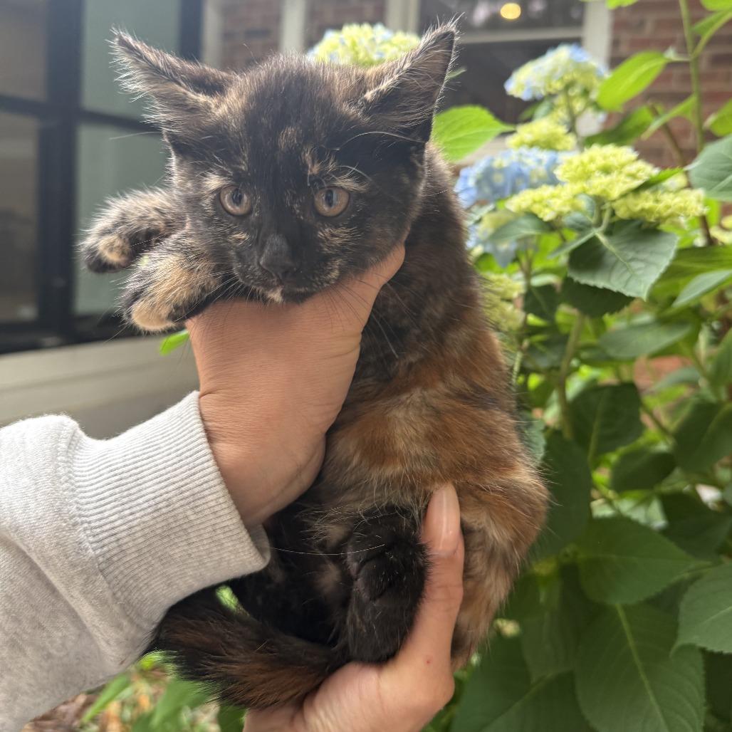Enlarge Squid (BFF049), a Adoptable Domestic Short Hair in Charlotte, NC image 1/3