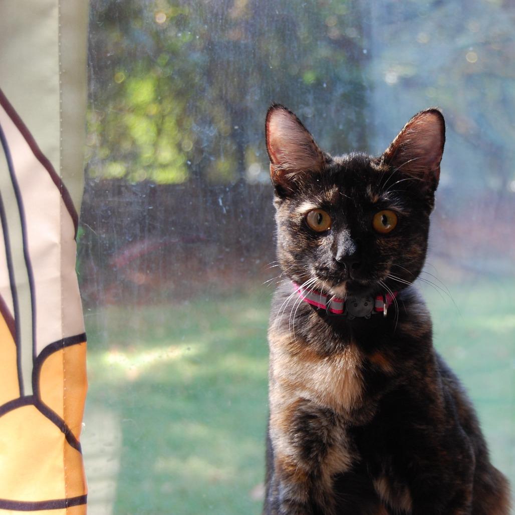 Enlarge Squid (BFF049), a Adoptable Domestic Short Hair in Charlotte, NC image 2/3