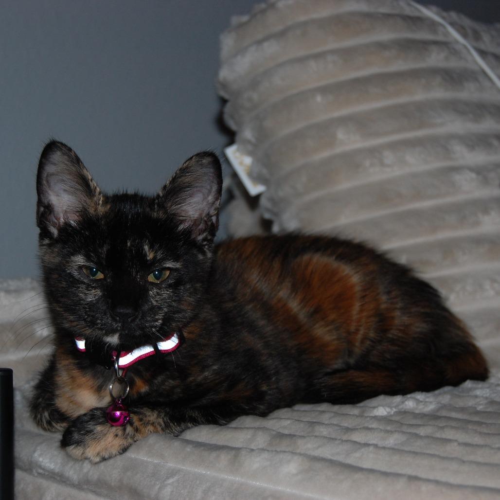 Enlarge Squid (BFF049), a Adoptable Domestic Short Hair in Charlotte, NC image 3/3