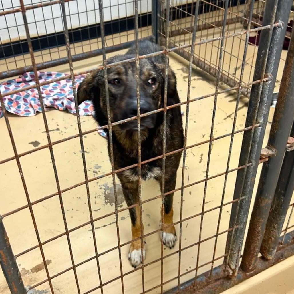 Bonsai 22753, Adoptable, Young Male Dutch Shepherd & Mixed Breed.